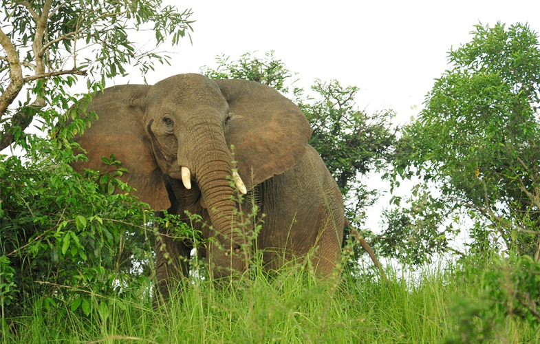 Julie Larsen Maher_1486_African Elephant in wild_UGA_06 28 10_hr